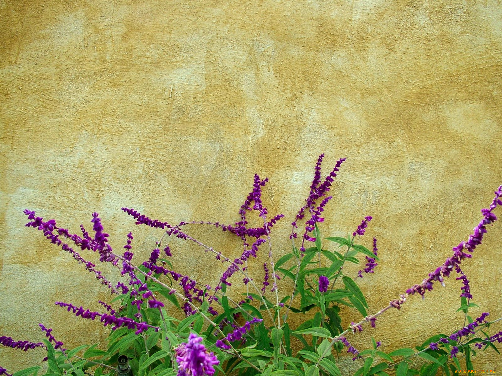 mexican, sage, , , 
